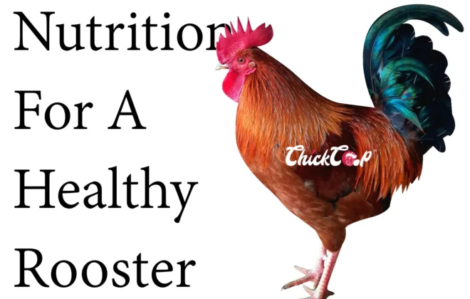 Nutritions for a healthy Roosters
