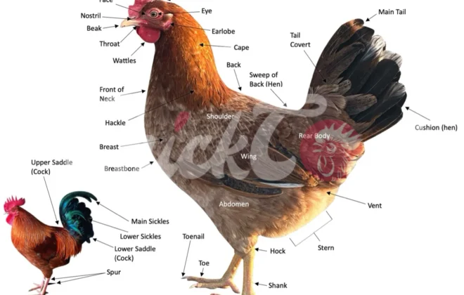 Parts of the Chicken_Anatomy of Chicken