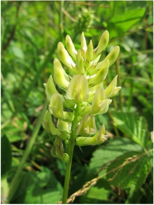 Astragalus