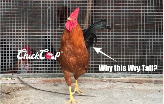 The Unusual Characterstics of Chicken