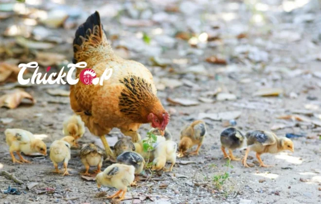 The excellent Foragers