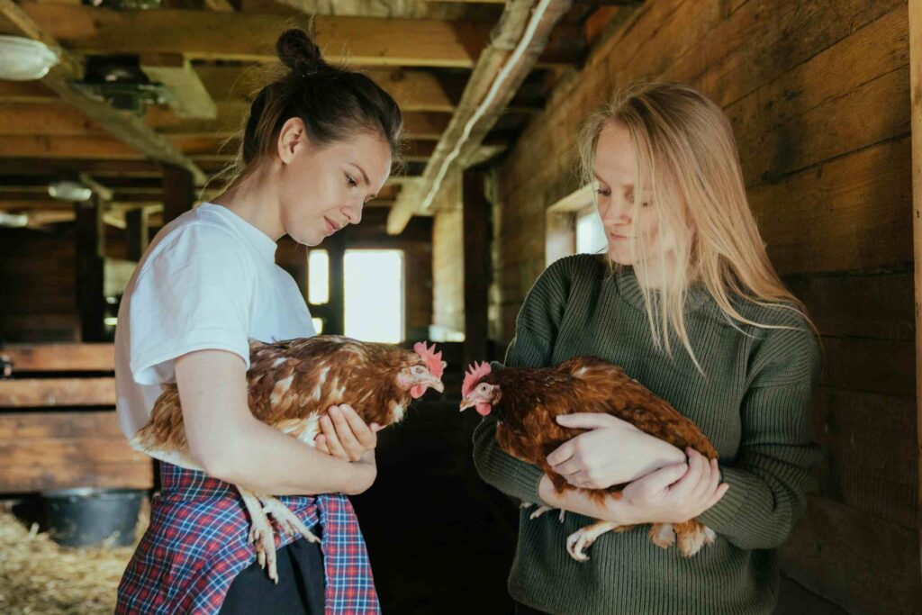 The welfare of chicken human and the ecosystem