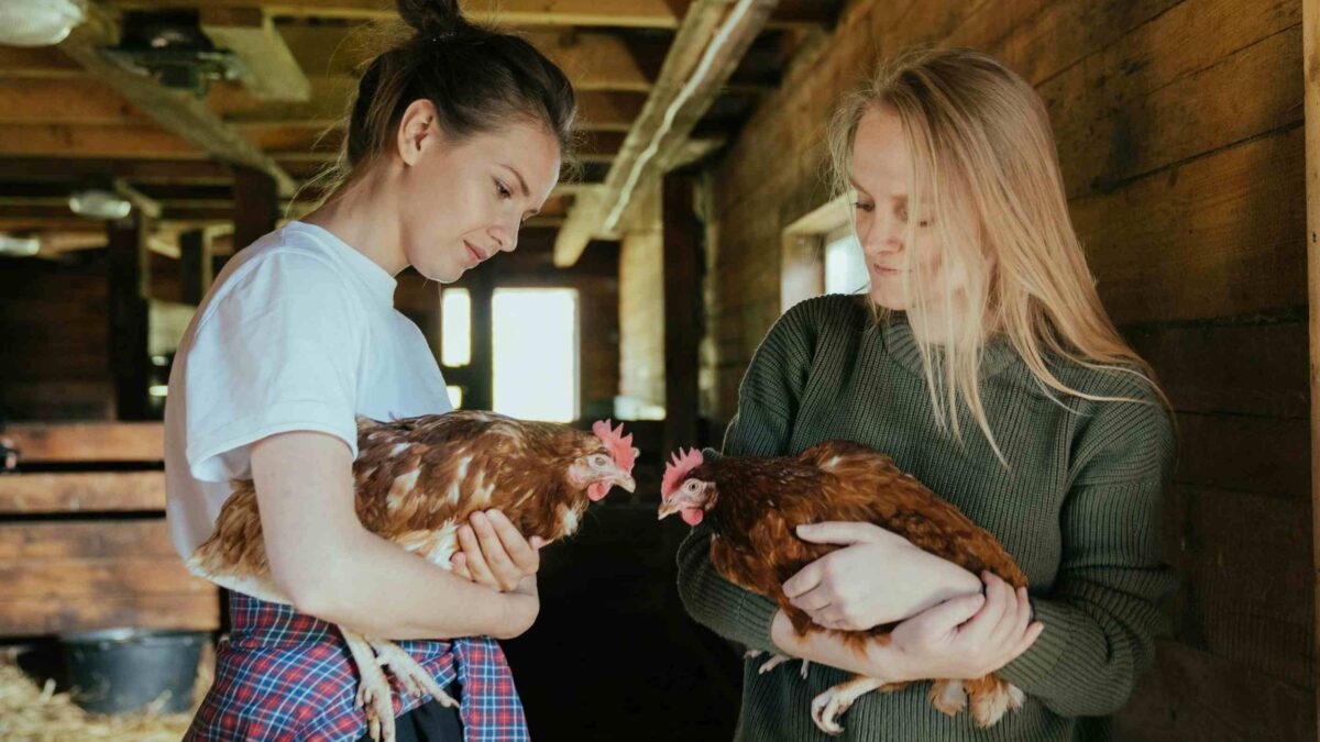 The welfare of chicken human and the ecosystem