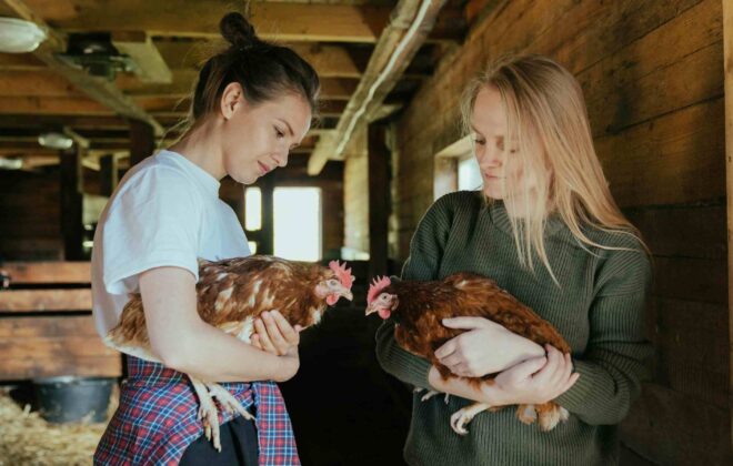 The welfare of chicken human and the ecosystem