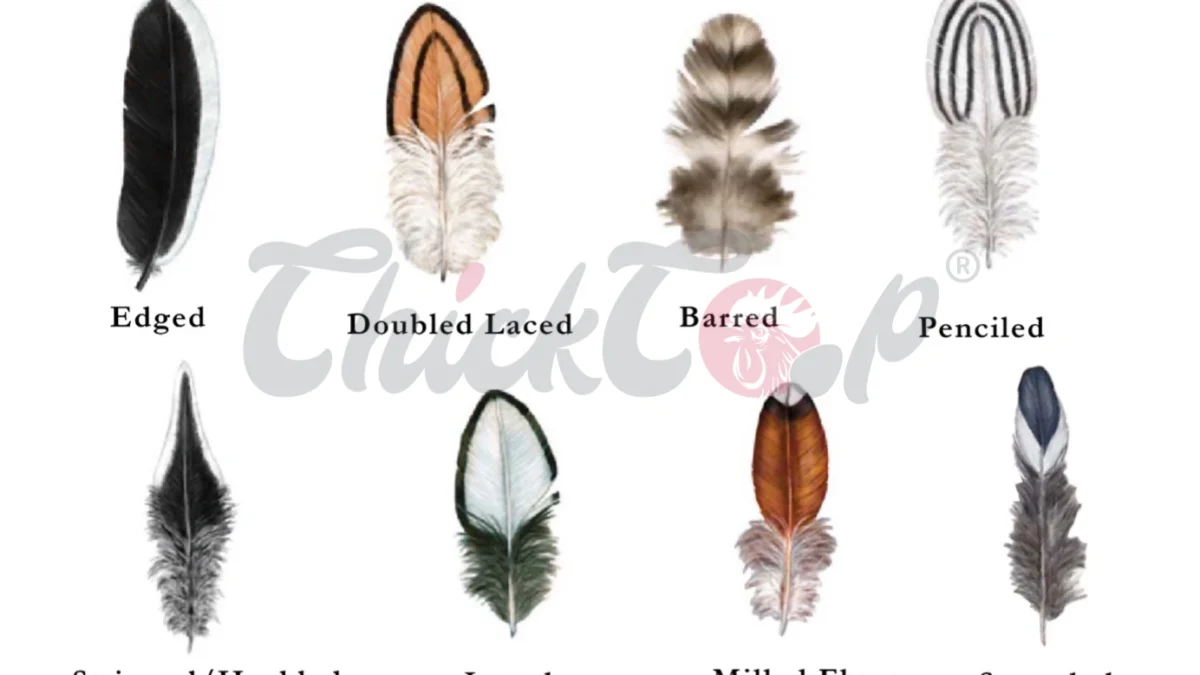 Types of chicken feather
