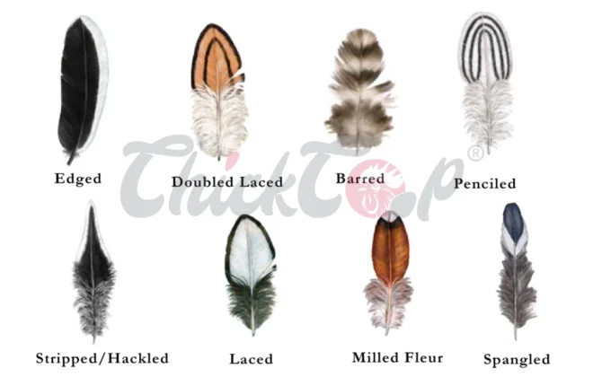 Types of chicken feather