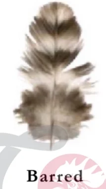 Types of chicken feather