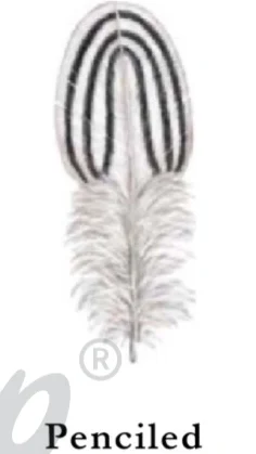Types of chicken feather