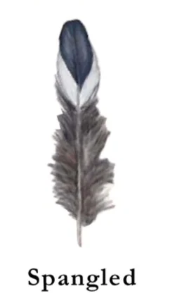 Types of chicken feather