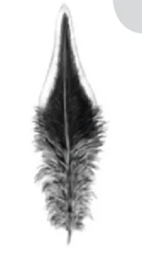 Types of chicken feather
