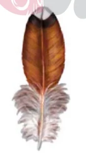 Types of chicken feather