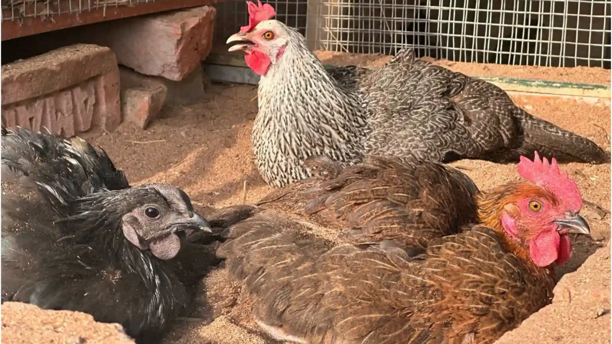 What is chick lice and how to get rid of them