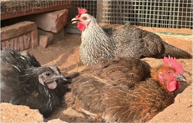 What is chick lice and how to get rid of them