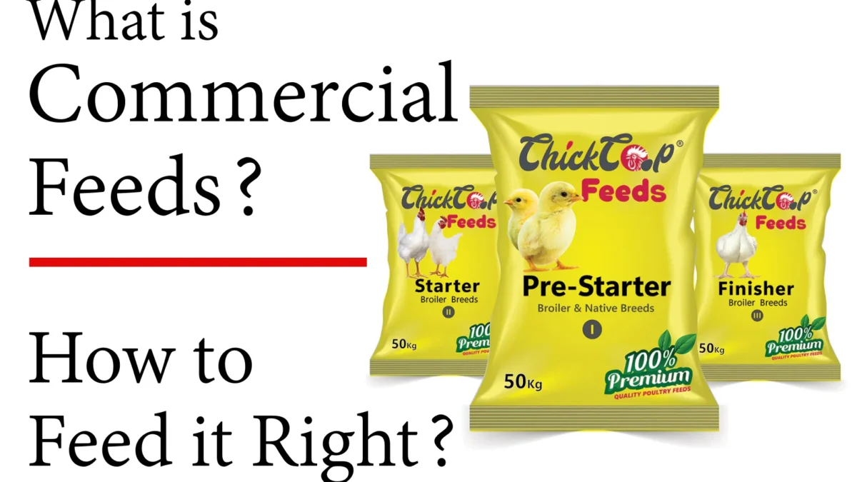 What is commercial chicken feed