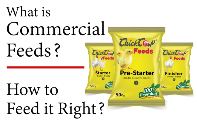 What is commercial chicken feed