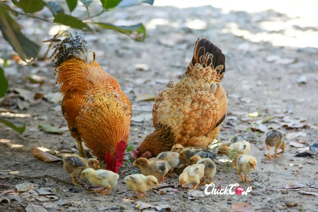 What is parental immunity in Chicken