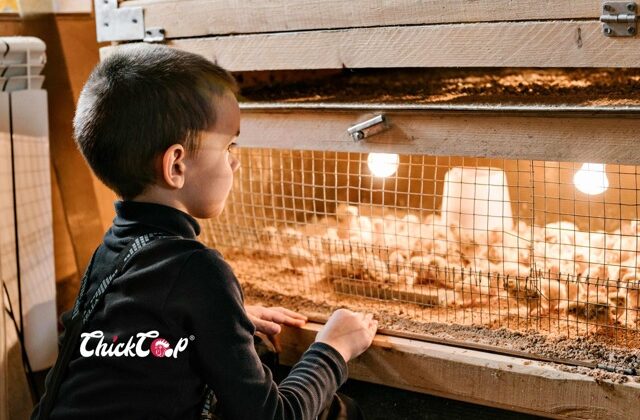 choose right egg incubator Medium