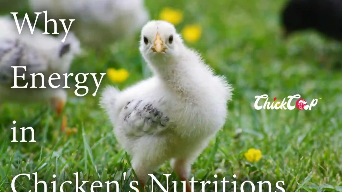energy in chicken nutritions