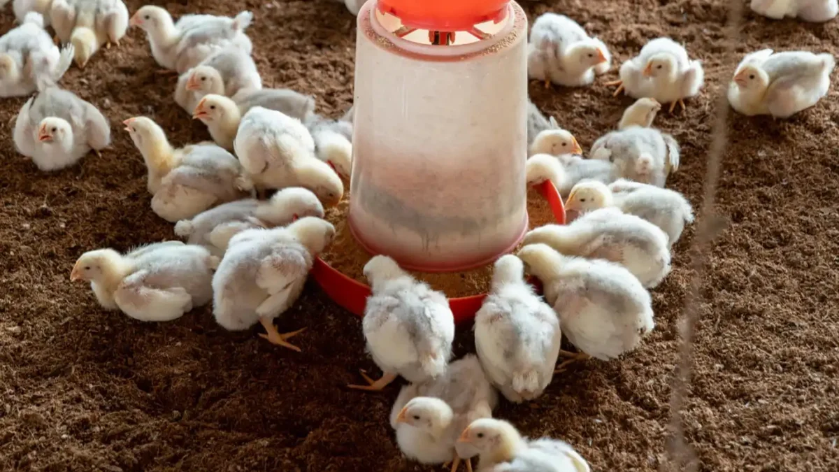 protein needed during chicken's growth