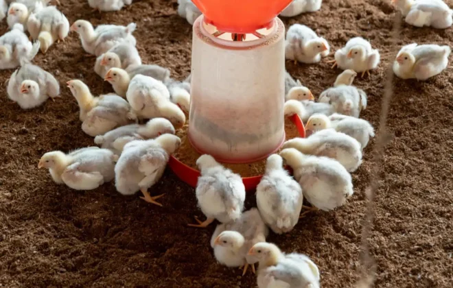 protein needed during chicken's growth