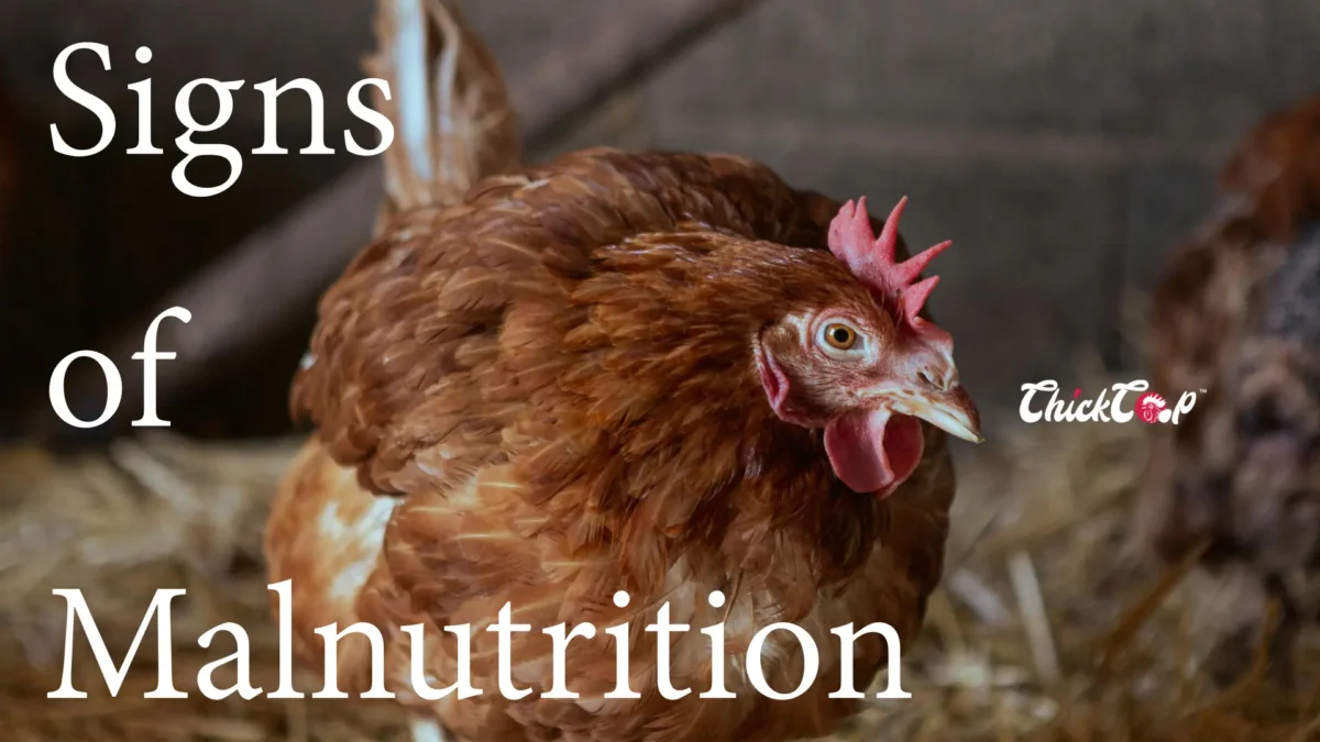 signs of malnutritions in Chicken