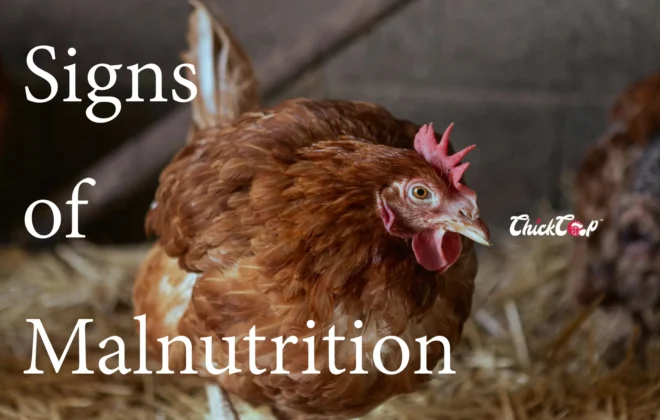 signs of malnutritions in Chicken
