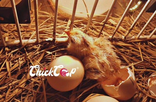 stages of chicks development Medium