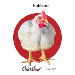 Hubbard Broiler Chicken- ChickCoop