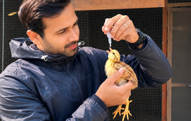 Expert injecting vaccination to chicks
